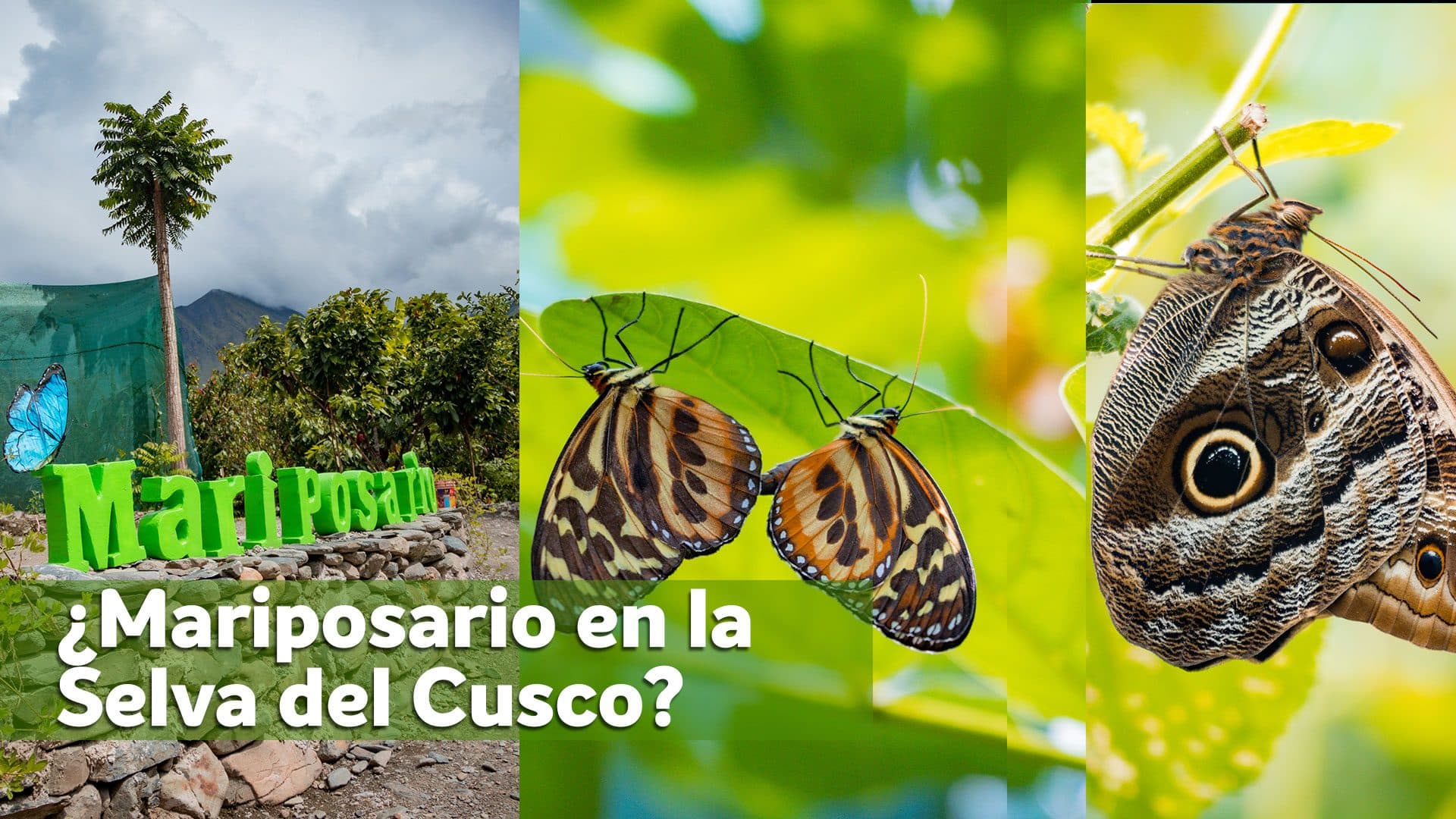 ¿Mariposario en la Selva del Cusco?