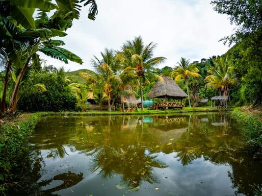 Quillabamba Travel - ChocoFinca: La Ruta del Cacao Chuncho Originario de La Convención, Cusco