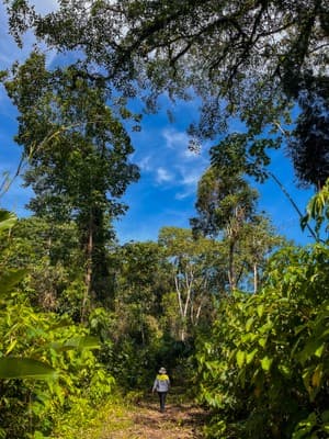 Quillabamba Travel - Saringabeni – Paraíso del eterno verano