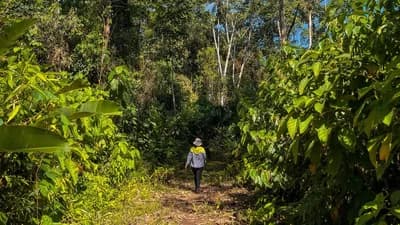 Quillabamba Travel - Saringabeni – Paraíso del eterno verano