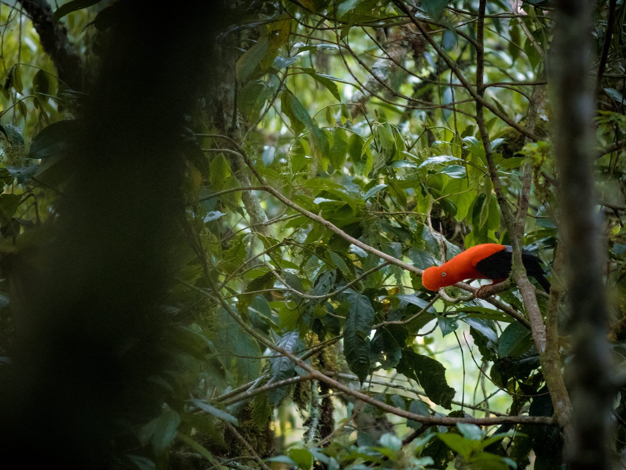 Andean Cock-of-the-Rock Lek in Tunkimayo