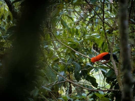 Quillabamba Travel - Lek Gallito de las Rocas en Tunkimayo